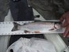 Trout whole thumb