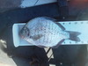 Perch1 thumb