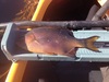 Perch thumb