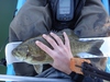 Dsc09030  1800x1350  thumb