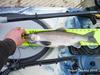 Oroville coho a3 thumb