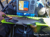 Oroville coho a 2.22.14 thumb