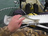 Trinity%2bshasta 007 thumb