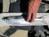 Kokanee 14 thumb
