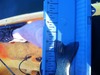 Photo 1  2  thumb