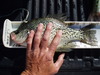 1st crappie thumb