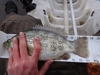 Dsc00114  2000x1500  thumb