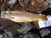 Dsc00189  2   2000x1500  thumb