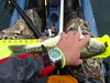 Berryessa fish 006 thumb