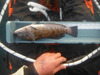 13 5greenling thumb