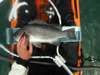 18.25rf thumb