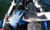 Rock cod thumb