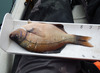 Surf perch thumb