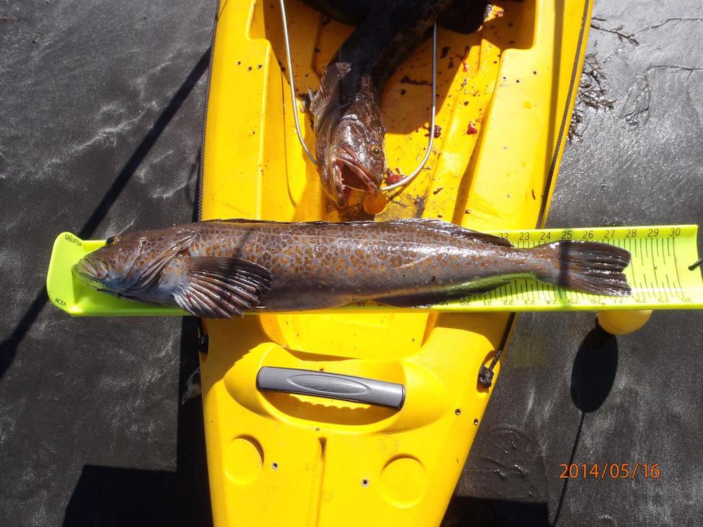 28 inch ling