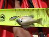 Bluegill2 thumb