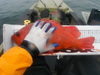 2014 rockfish opener timber cove 01 june 020 thumb