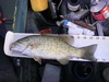 Mendo smallie thumb