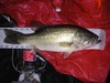 Lmb mendo thumb