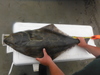 Pacific halibut 7 11 14 042 thumb