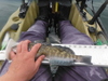 Pacific halibut 7 11 14 034 thumb