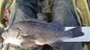 1405899386 angler2185 team386 thumb