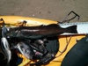 Img 20140725 120447 lingcod 26 thumb