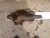 Rockfish thumb