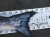 Salmon close thumb