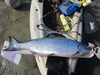 Salmon  31 thumb
