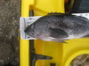 Ft ross 9 13 14 062 thumb
