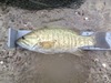 15.5 smallie thumb