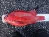 Dsc02029  2000x1500  thumb