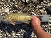 17.0 smallie thumb