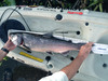 Salmon upgrade thumb