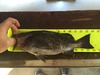 Double bucktail thumb