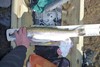 Aoty26.25bow1 thumb