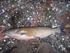 Dsc02568  2000x1500  thumb