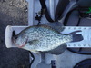 Crappie1 thumb