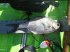 Perch thumb