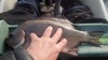 Surf perch whole striper thumb