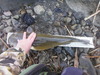 Clear lake jan2015 005 thumb