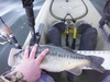 Clear lake jan2015 014 thumb