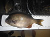 Clear lake jan2015 016 thumb