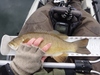 Dsc02936  2000x1500  thumb