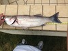 Striper submission thumb
