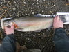 Rainbow 7.5 lb 17january2015 2 thumb