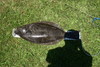 Halibut 6 1 08 thumb
