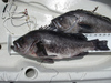 Rockfish20pt75 thumb