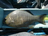 Black perch10.5 thumb