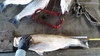 Striper 32 thumb
